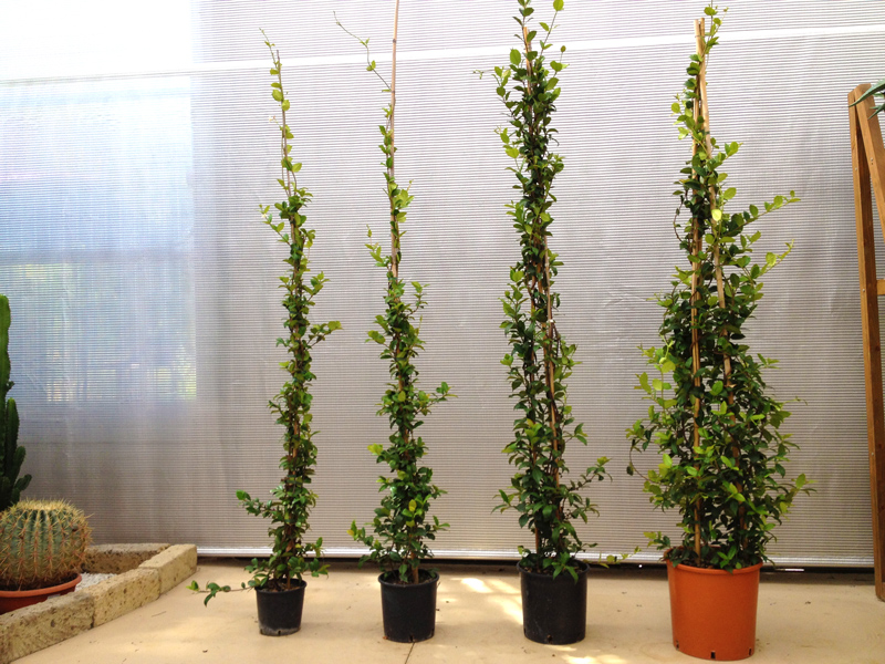 rincospermum-jasminoides-(2)